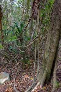 Littoral Rainforest at Point Cartwright Reserve