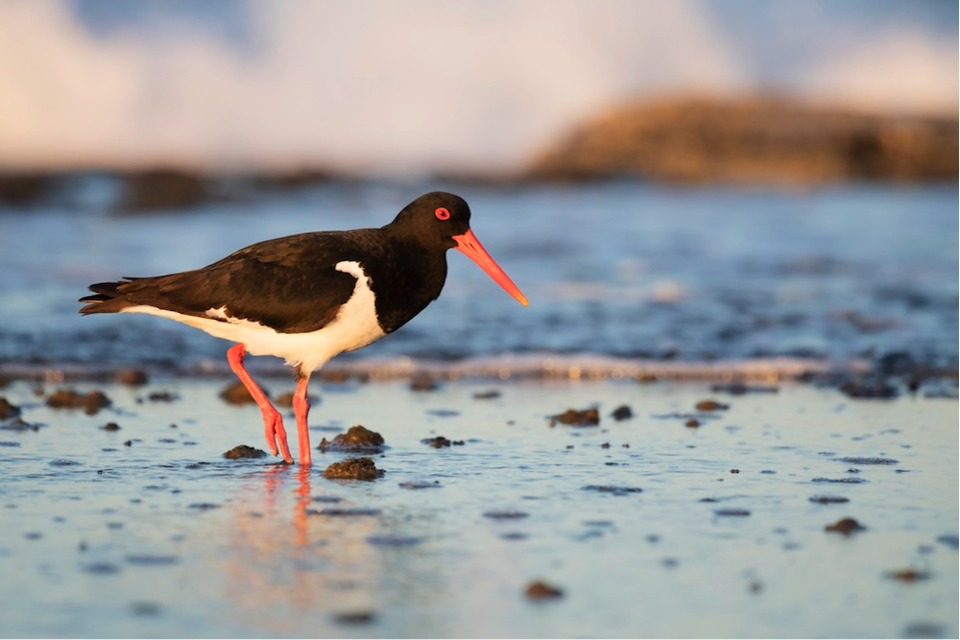 Pied Oystercatcher at Point Cartwright Reserve