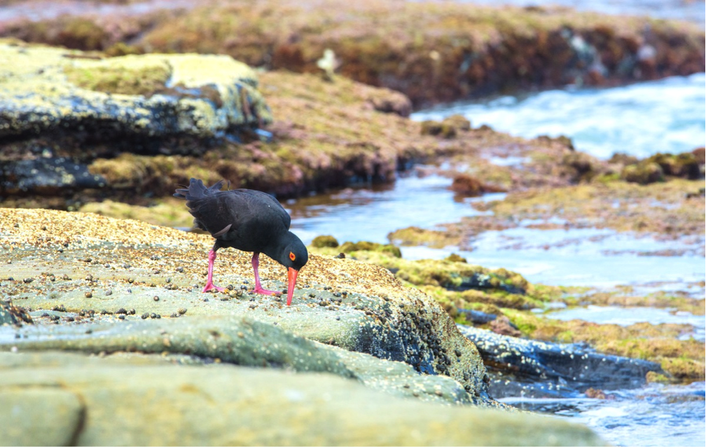 A Sooty Oystercatcher at Point Cartwright Reserve