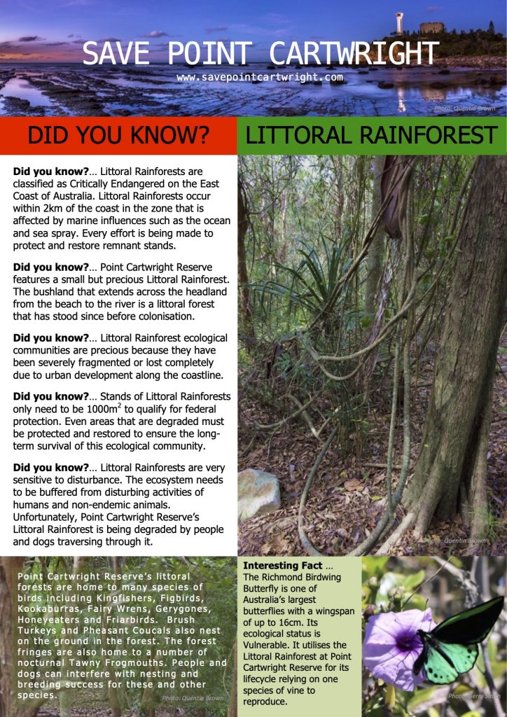 Save Our Littoral Rainforest at Point Cartwright Reserve (low res)