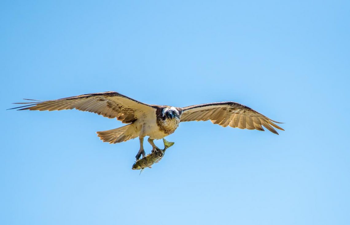 Osprey with Fish at Point Cartwright Reserve