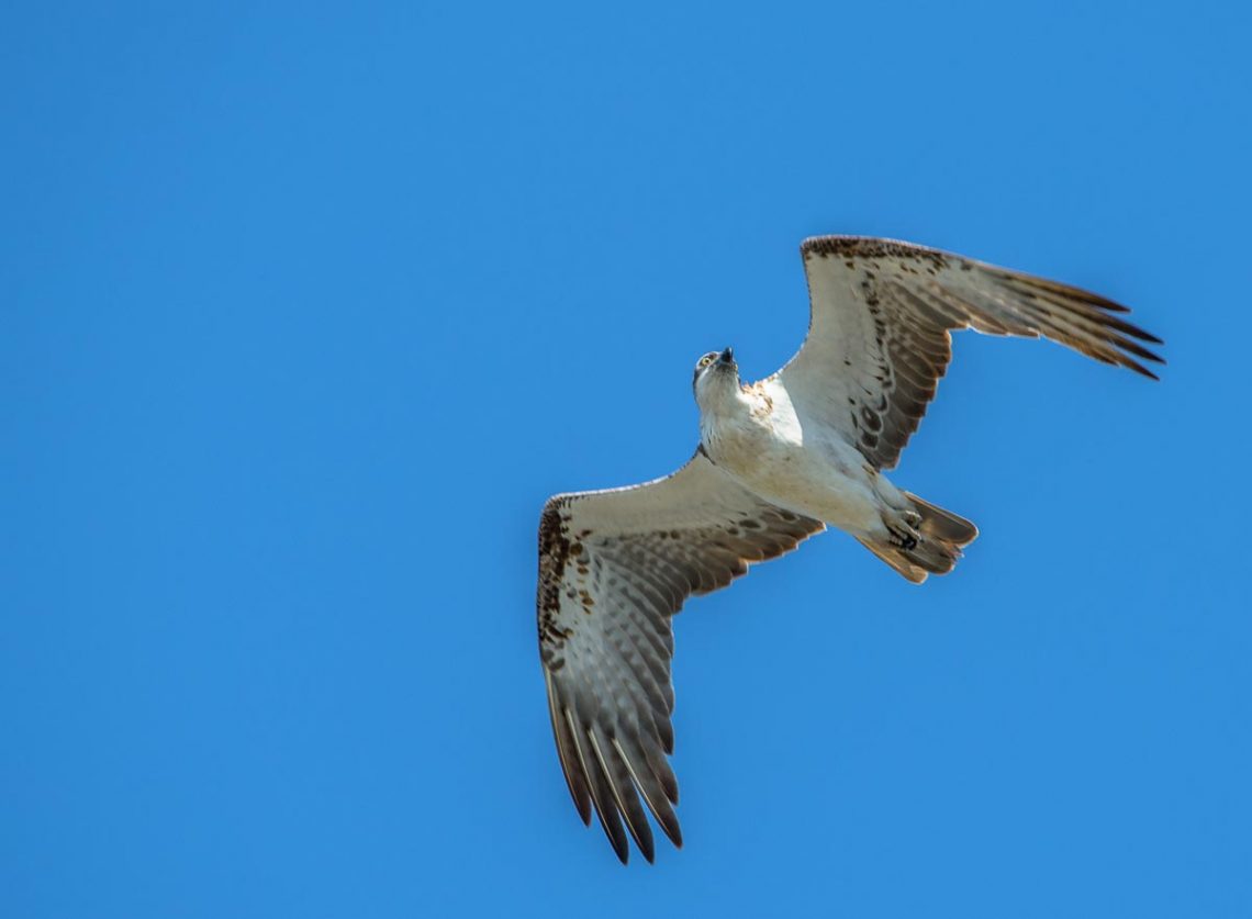 Osprey at Point Cartwright Reserve