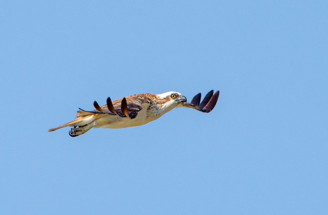Osprey at Point Cartwright Reserve