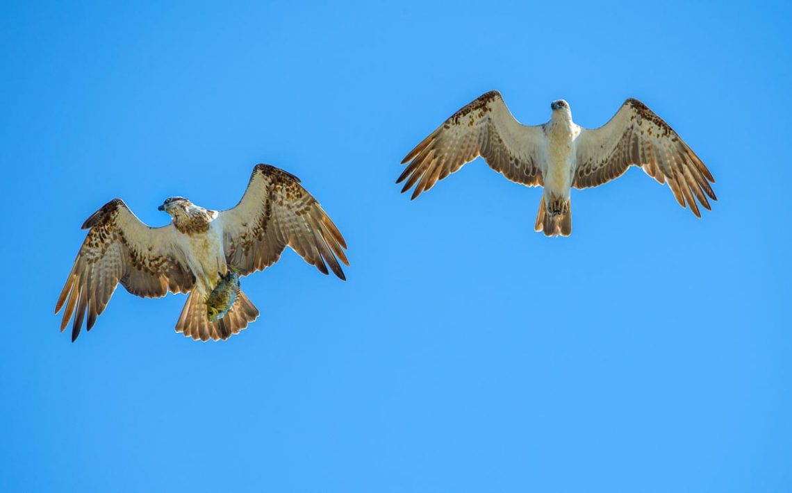 Osprey Male and Female with Fish