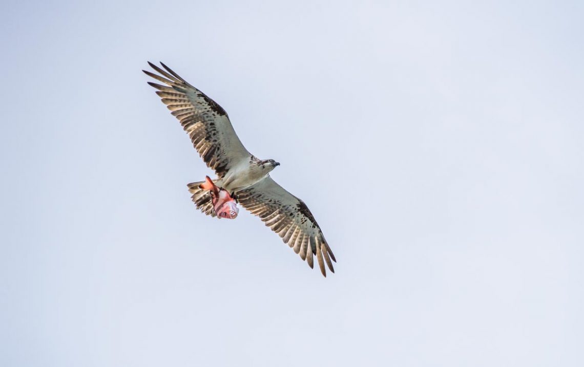 Osprey with Fish at Point Cartwright Reserve