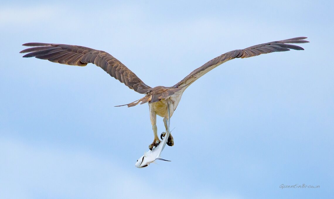 Osprey with Caught Fish at Point Cartwright Reserve