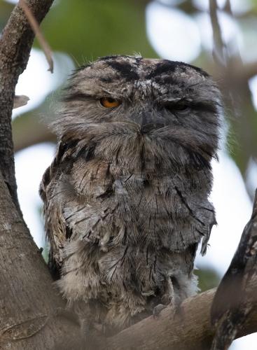 frogmouth-285063461-small